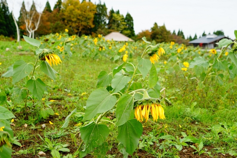 f:id:GSX-R1000:20171104212026j:image