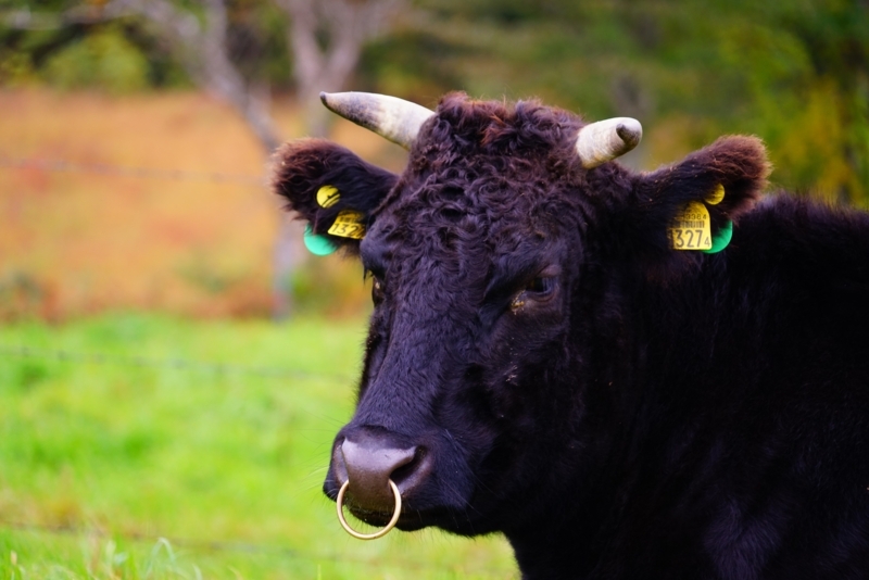 f:id:GSX-R1000:20171104212028j:image