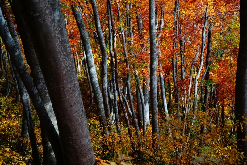 f:id:GSX-R1000:20171121213859j:image