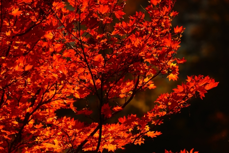 f:id:GSX-R1000:20171121213931j:image