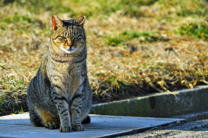 f:id:GSX-R1000:20180305213345j:image
