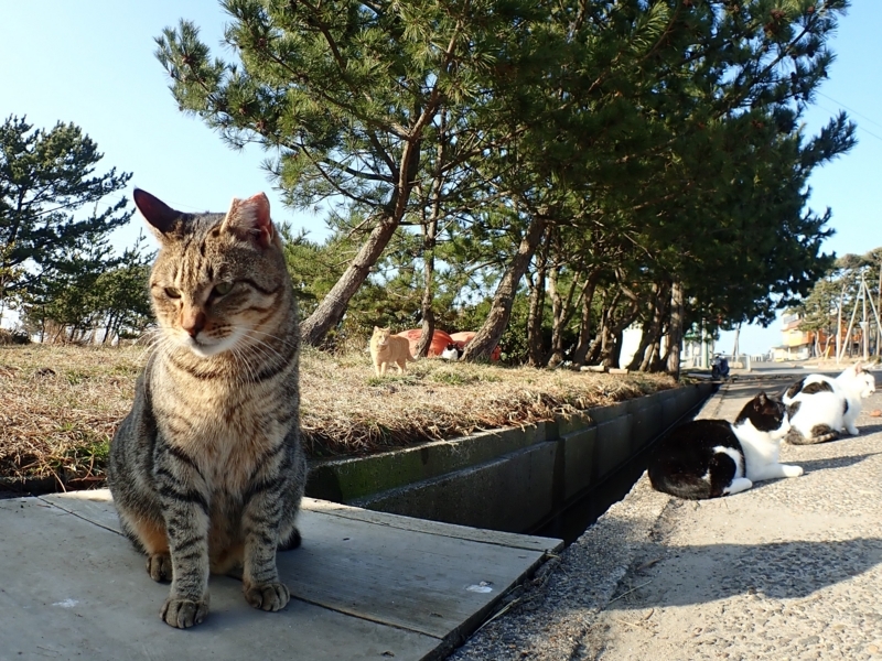 f:id:GSX-R1000:20180305213356j:image