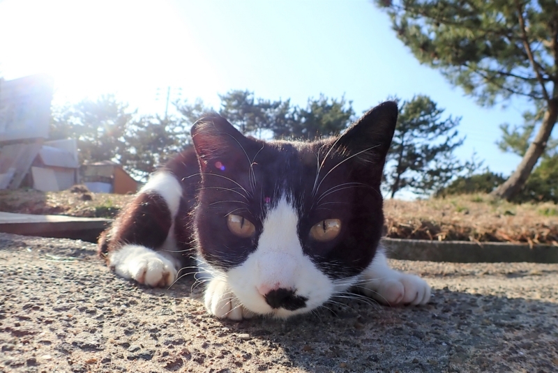 f:id:GSX-R1000:20180305213357j:image
