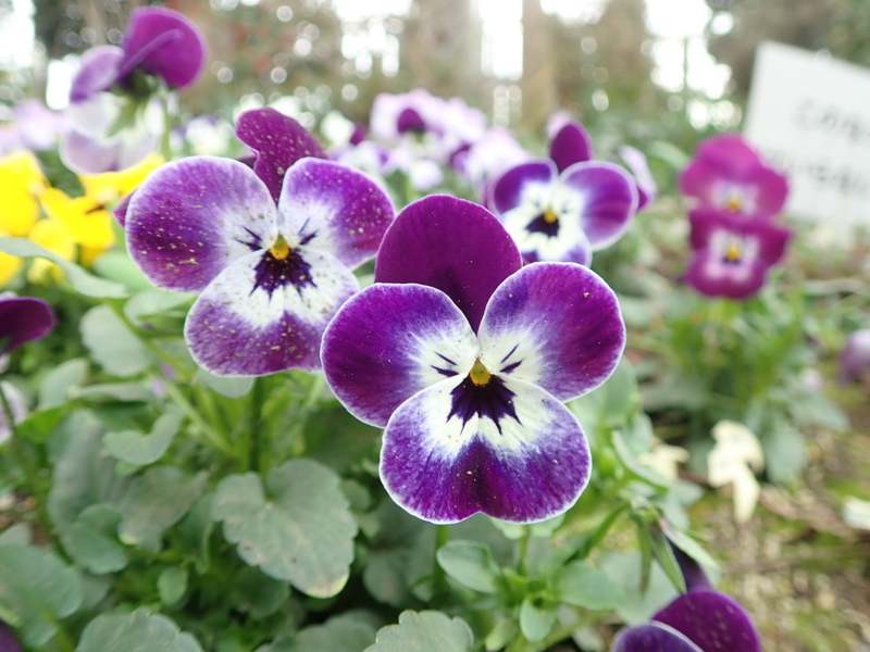 f:id:GSX-R1000:20180316140832j:image