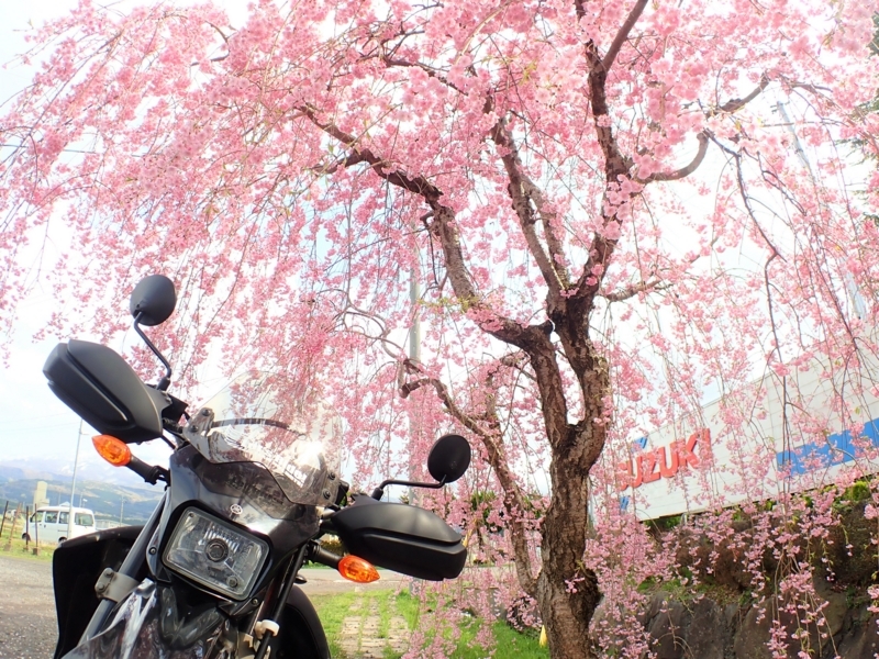 バイクと桜 - くうのバイクライフ