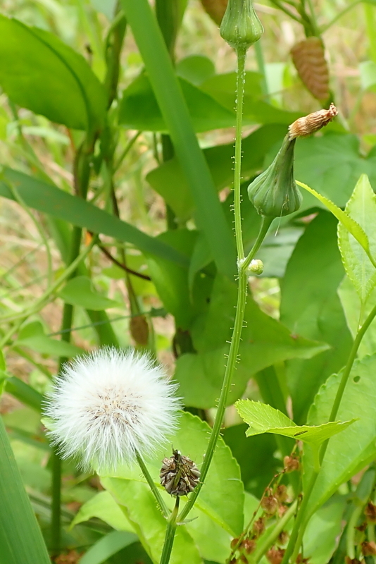 f:id:GSX-R1000:20180622173612j:image