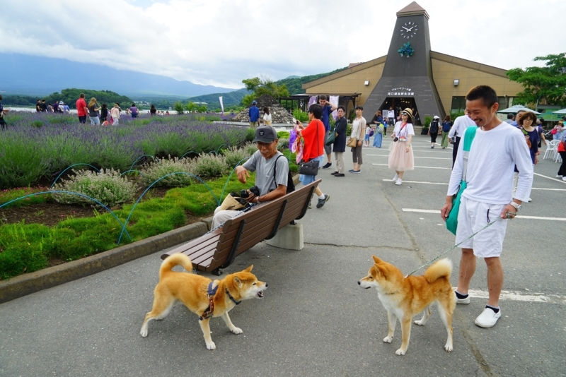f:id:GSX-R1000:20180706142543j:image