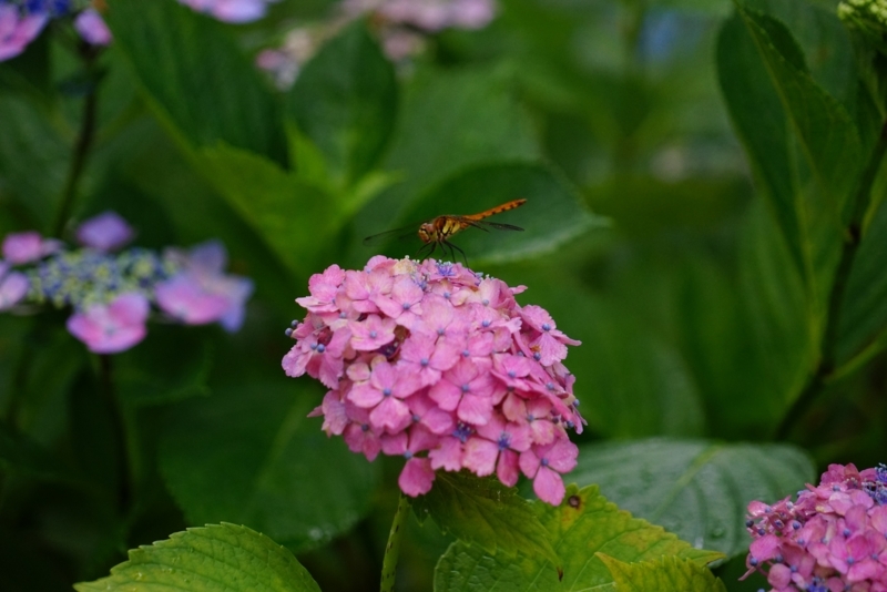 f:id:GSX-R1000:20180722221303j:image