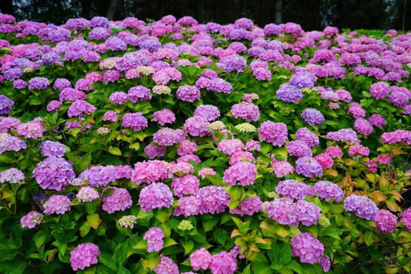 f:id:GSX-R1000:20180722221308j:image