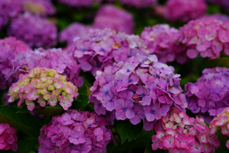 f:id:GSX-R1000:20180722221310j:image