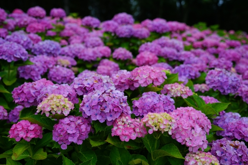 f:id:GSX-R1000:20180722221311j:image