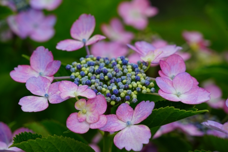 f:id:GSX-R1000:20180722221314j:image