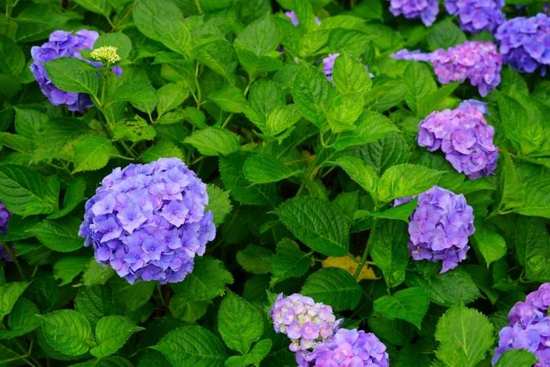 f:id:GSX-R1000:20180722221317j:image