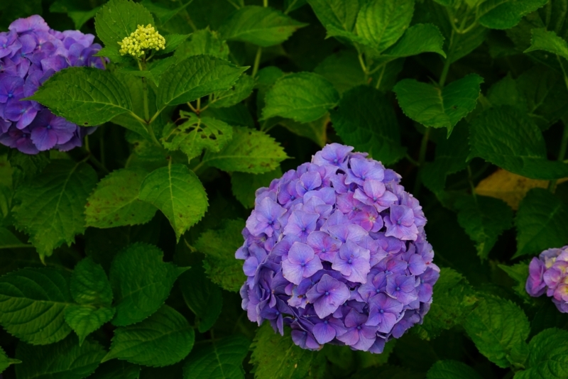 f:id:GSX-R1000:20180722221318j:image