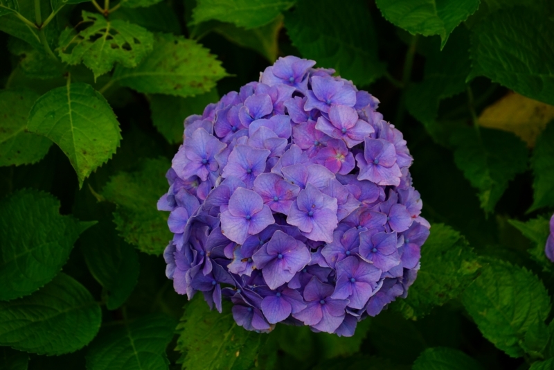 f:id:GSX-R1000:20180722221319j:image