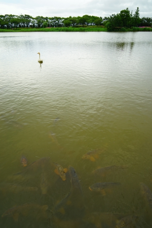 f:id:GSX-R1000:20180722221320j:image