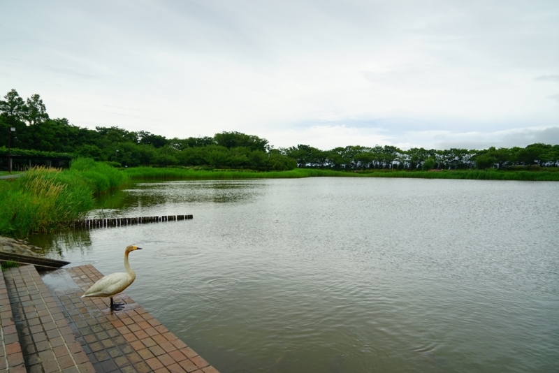 f:id:GSX-R1000:20180722221321j:image