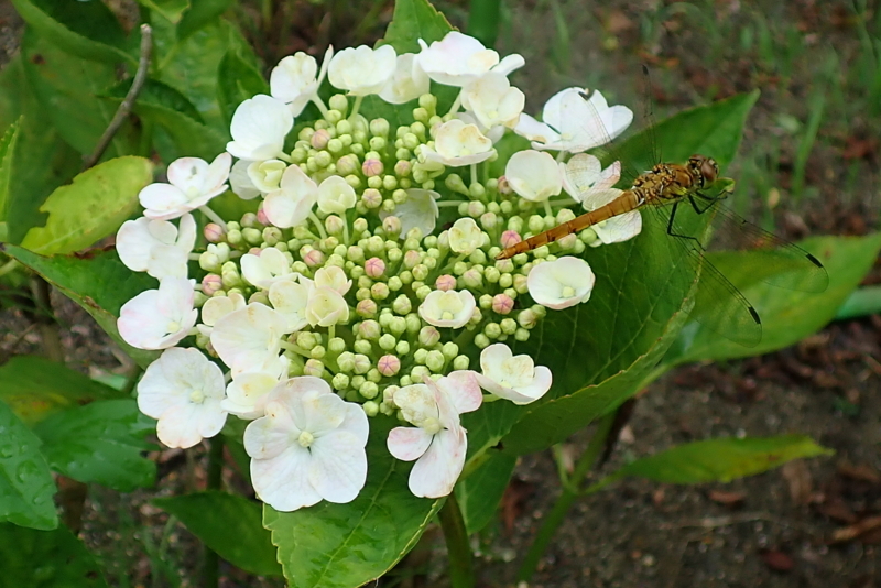 f:id:GSX-R1000:20180722221328j:image