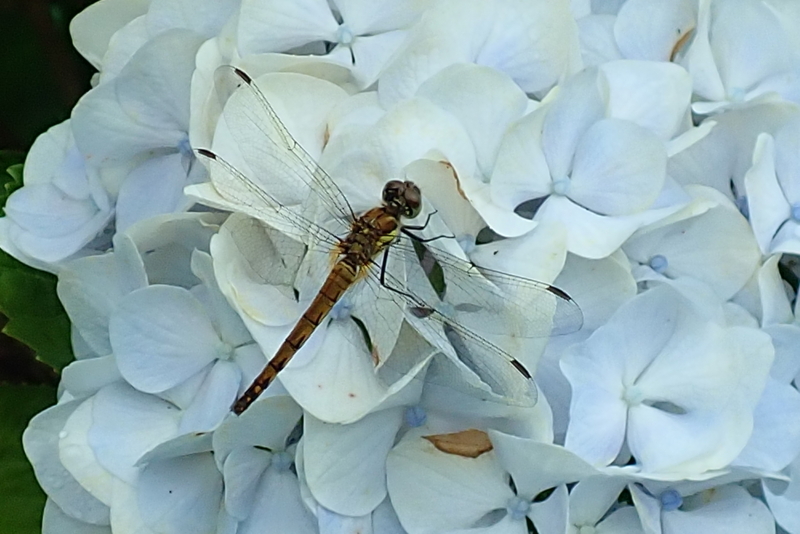 f:id:GSX-R1000:20180722221332j:image