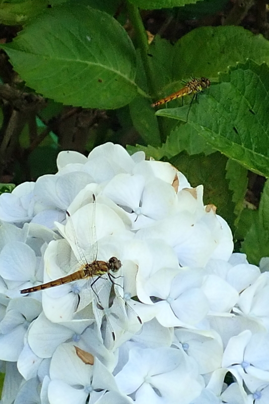 f:id:GSX-R1000:20180722221333j:image