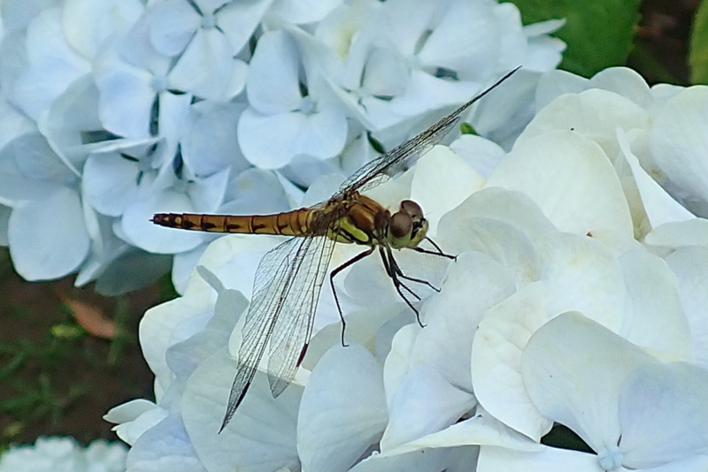 f:id:GSX-R1000:20180722221334j:image