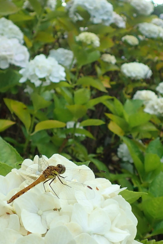 f:id:GSX-R1000:20180722221347j:image