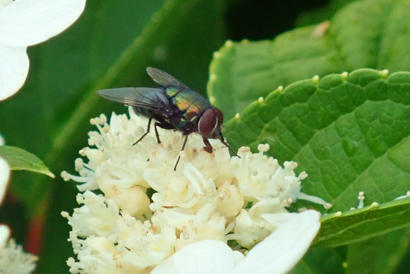 f:id:GSX-R1000:20180722221352j:image