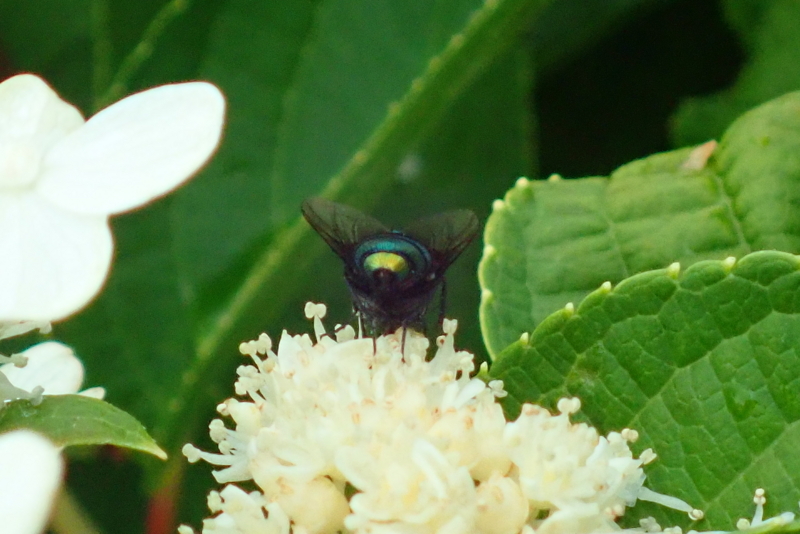 f:id:GSX-R1000:20180722221353j:image