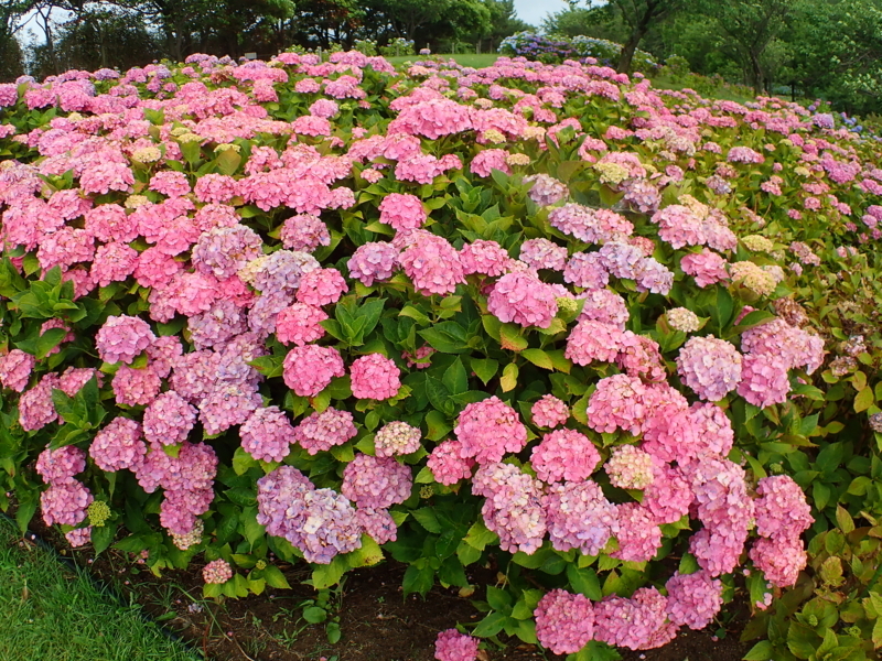 f:id:GSX-R1000:20180722221355j:image