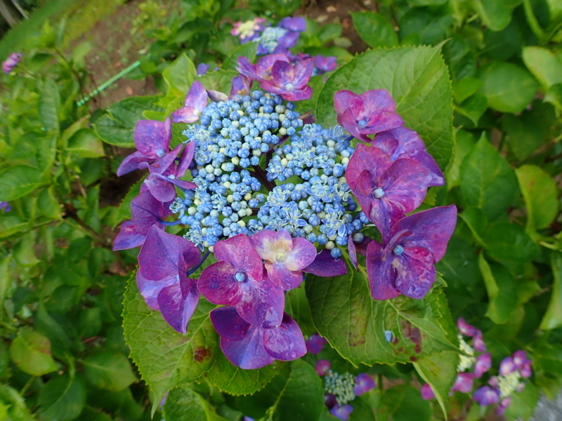 f:id:GSX-R1000:20180722221359j:image