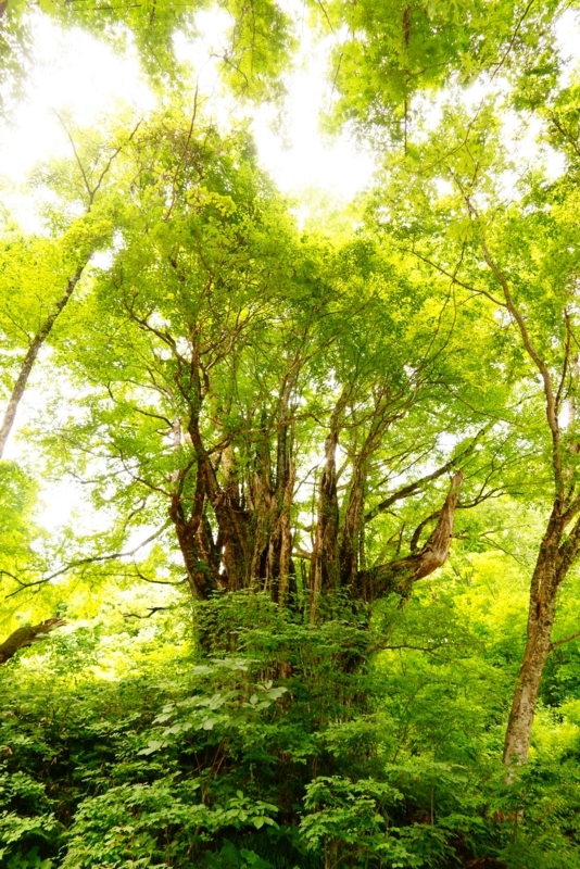 f:id:GSX-R1000:20180803181920j:image