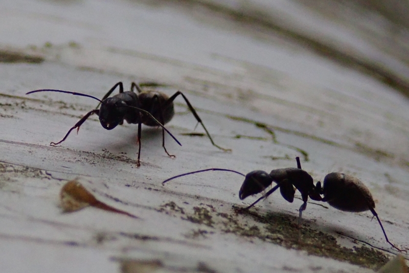 f:id:GSX-R1000:20180805213820j:image