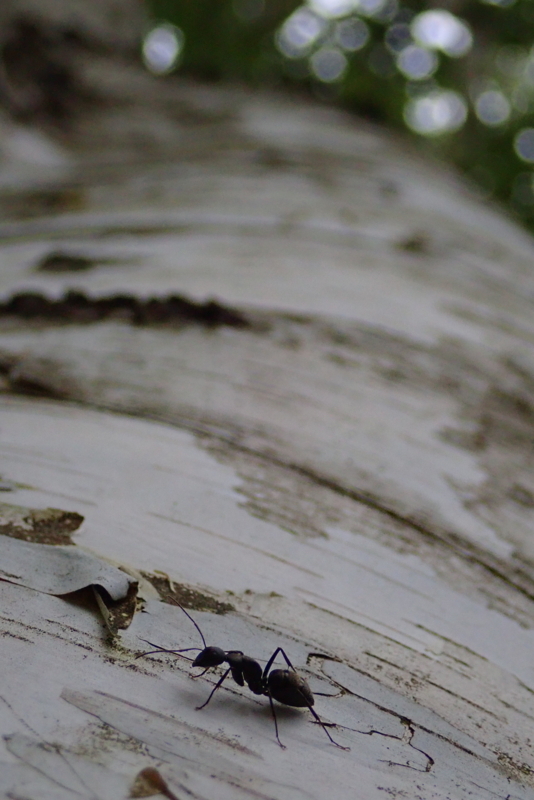 f:id:GSX-R1000:20180805213821j:image