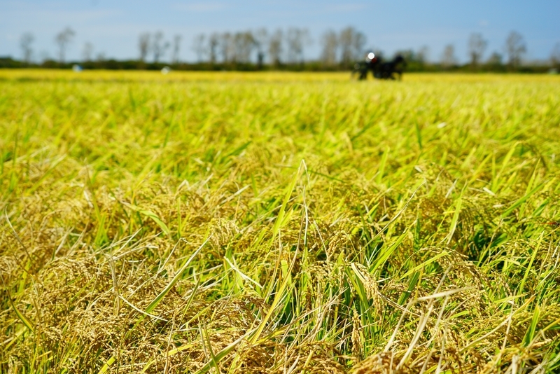 f:id:GSX-R1000:20180925130731j:plain f:id:GSX-R1000:20180925130731j:plain