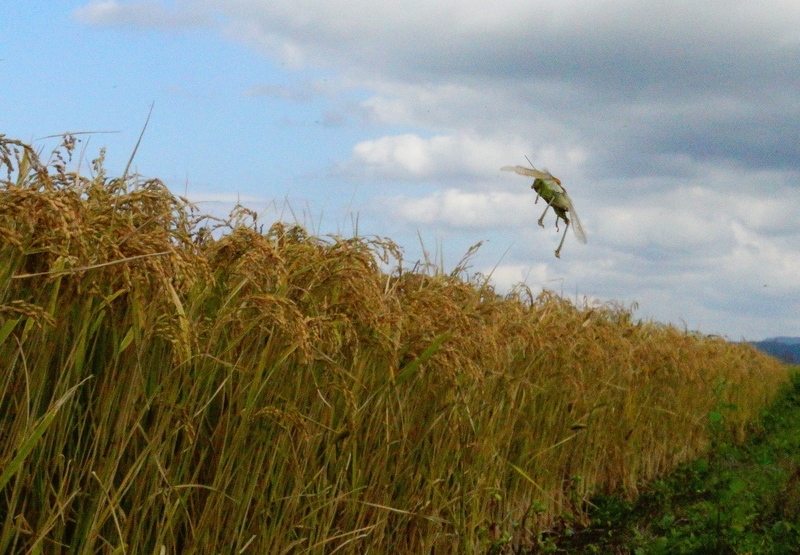 f:id:GSX-R1000:20180925195937j:plain f:id:GSX-R1000:20180925195937j:plain