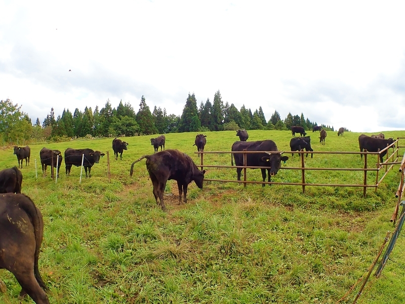 f:id:GSX-R1000:20181016114620j:plain