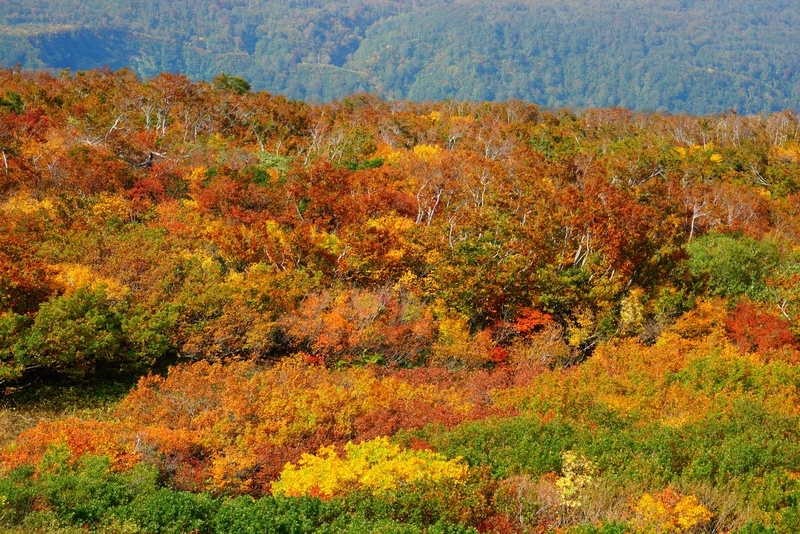 f:id:GSX-R1000:20181023124405j:plain