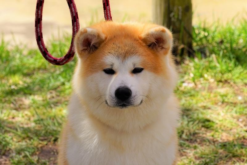 f:id:GSX-R1000:20190505162055j:plain