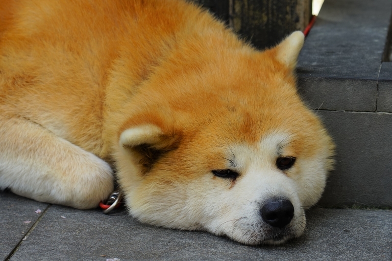 f:id:GSX-R1000:20190505162501j:plain
