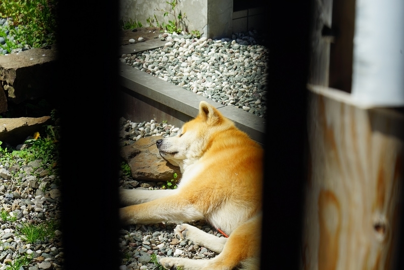 f:id:GSX-R1000:20190505162526j:plain
