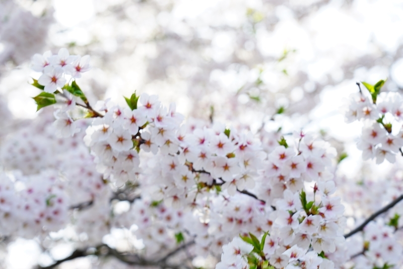 f:id:GSX-R1000:20190505162853j:plain