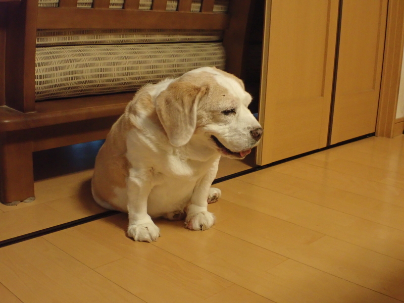 f:id:GSX-R1000:20190805220055j:plain