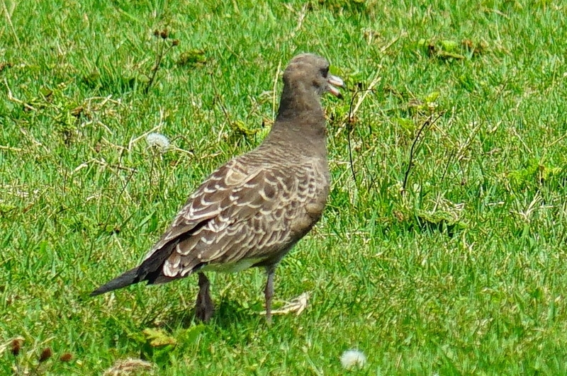 f:id:GSX-R1000:20190806212416j:plain f:id:GSX-R1000:20190806212416j:plain