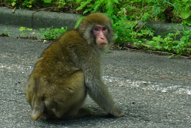 f:id:GSX-R1000:20190812212615j:plain