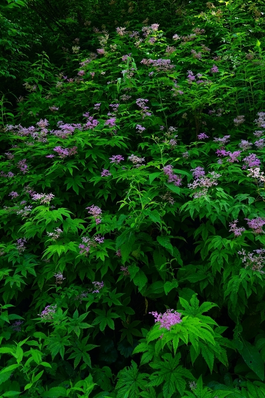 f:id:GSX-R1000:20190814194637j:plain