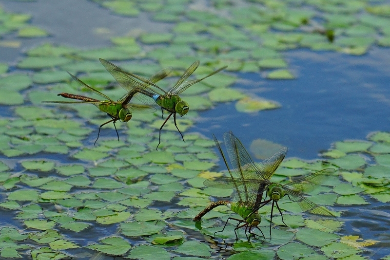 f:id:GSX-R1000:20190824215031j:plain