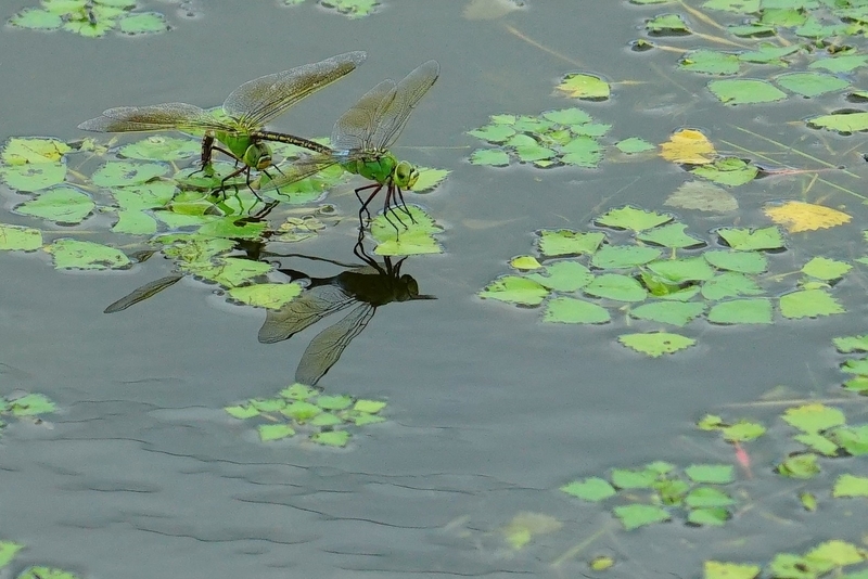 f:id:GSX-R1000:20190824215043j:plain