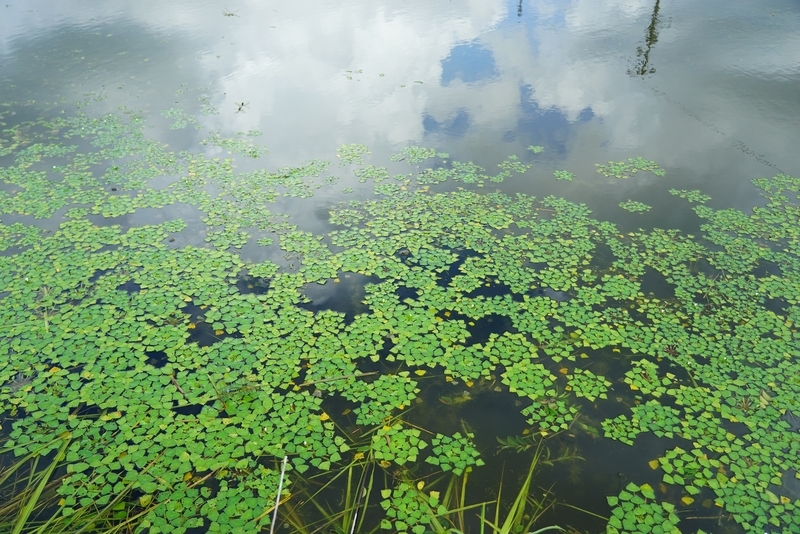 f:id:GSX-R1000:20190824220748j:plain