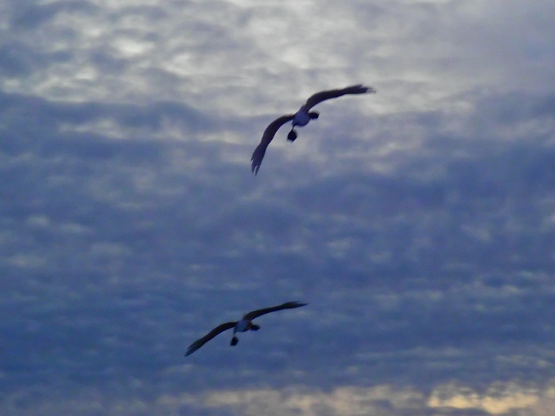 f:id:GSX-R1000:20191125102018j:plain