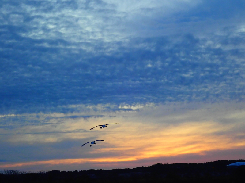 f:id:GSX-R1000:20191125102027j:plain